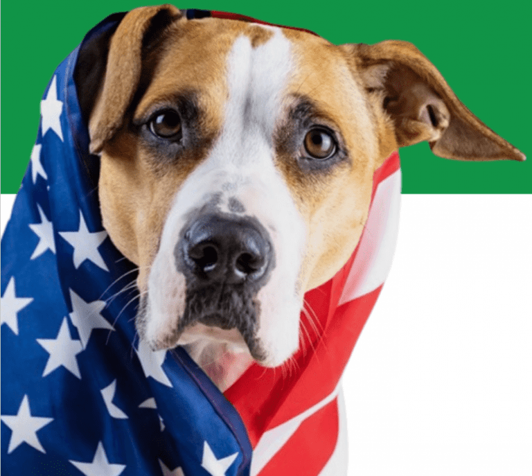 dog 4th july american flag