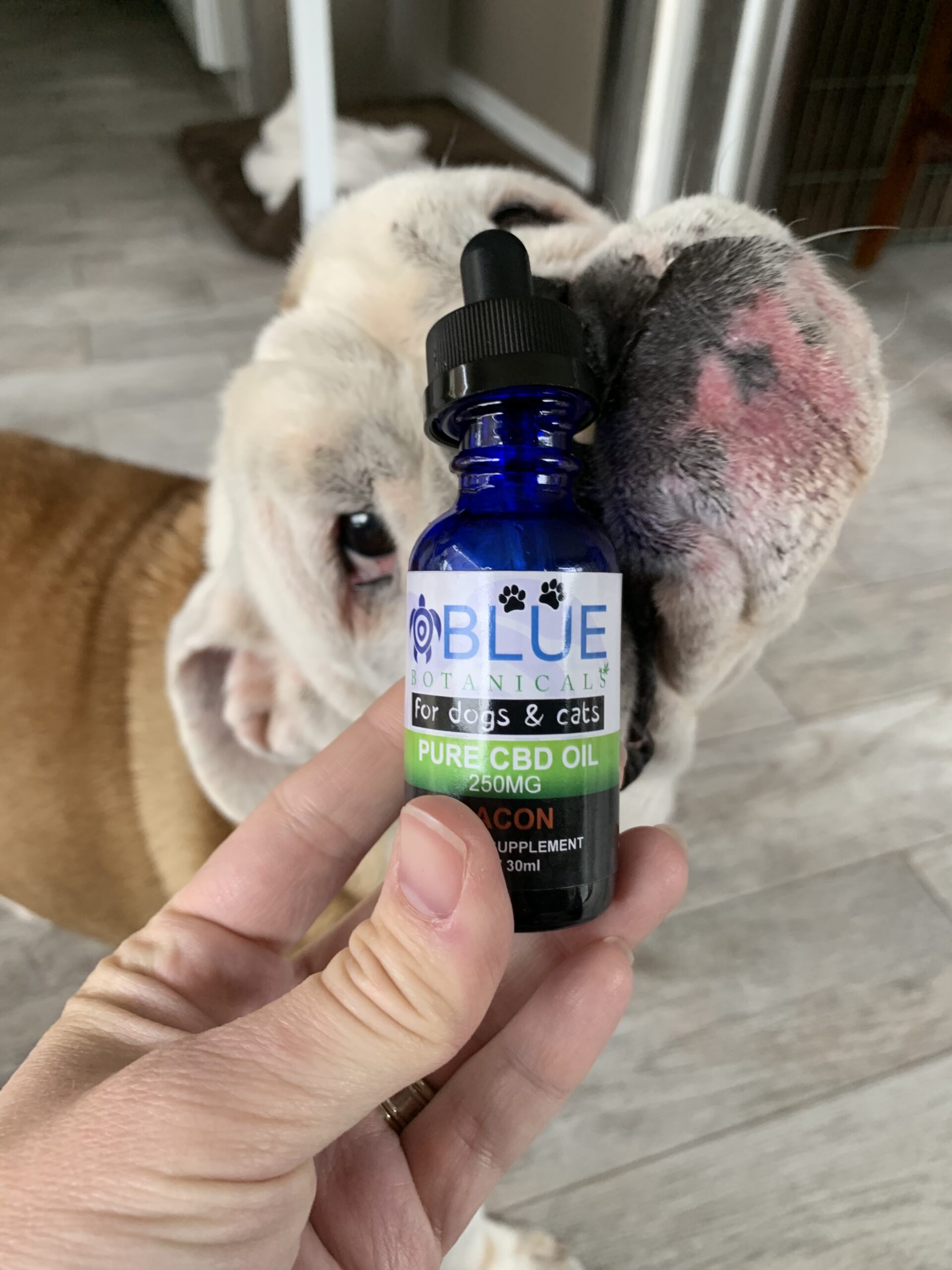 Understanding Pet CBD Dosage: What You Need To Know - Blue Botanicals