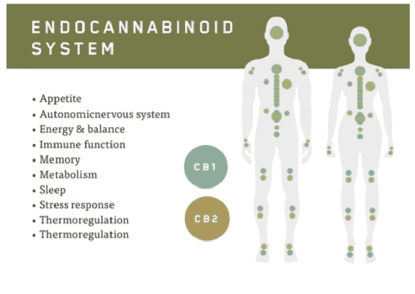 CBD And The Endocannabinoid System: Unlocking The Secrets Of How Our ...